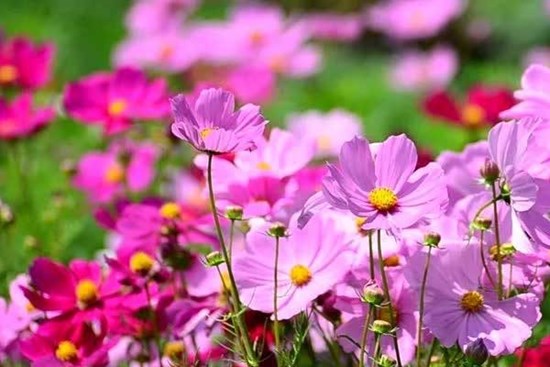 Tuần cuối tháng 5, 3 con giáp phúc lộc lên cao, bình an hưởng phúc