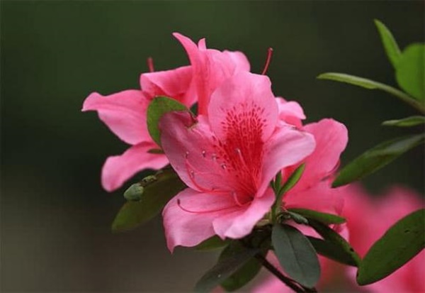 60 ngày tới, 3 con giáp làm đâu trúng đó, sự nghiệp tiến triển tốt về mọi mặt-2