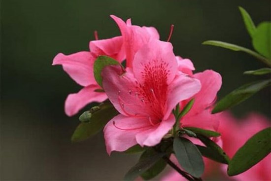 60 ngày tới, 3 con giáp làm đâu trúng đó, sự nghiệp tiến triển tốt về mọi mặt