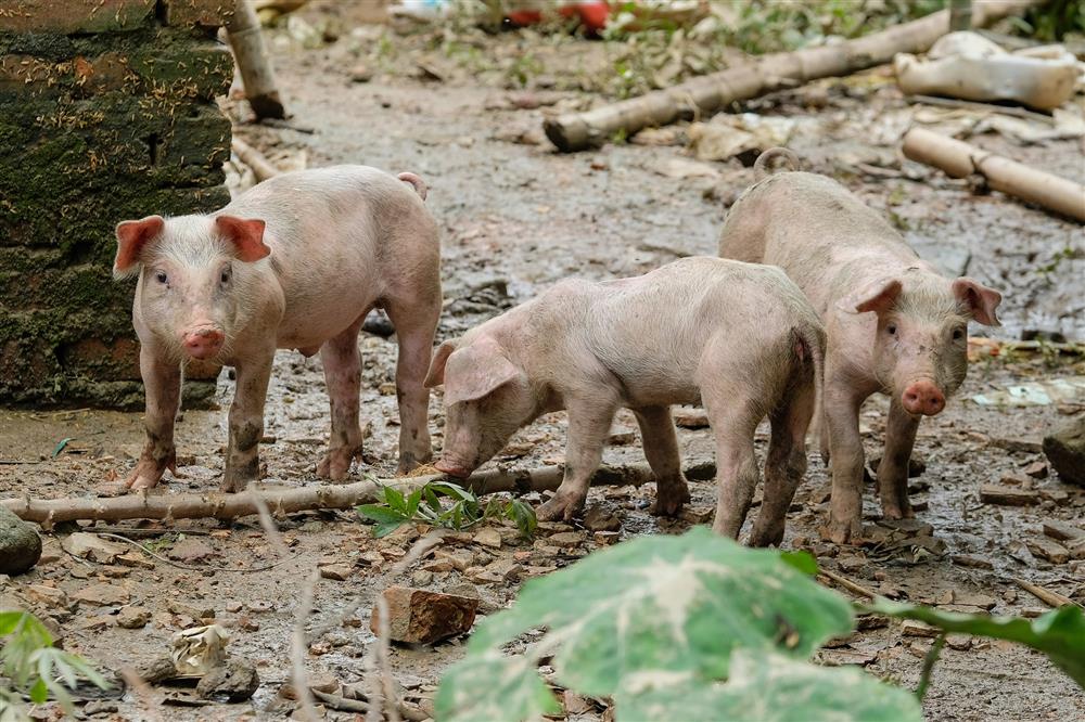 Hà Nội: Người dân vất vả dọn dẹp sau trận mưa lớn đầu mùa, nhiều tài sản hàng trăm triệu trôi theo dòng nước-16
