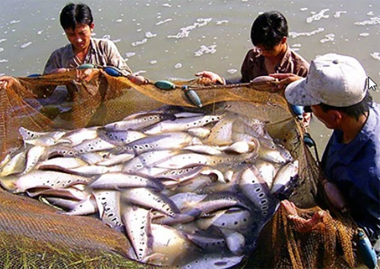Loài cá xưa không ai thèm ăn nay bán 330.000 đồng/kg-1