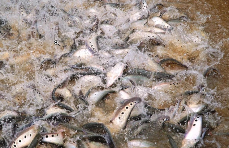 Loài cá xưa không ai thèm ăn nay bán 330.000 đồng/kg-10