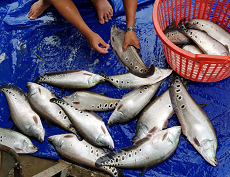 Loài cá xưa không ai thèm ăn nay bán 330.000 đồng/kg-2