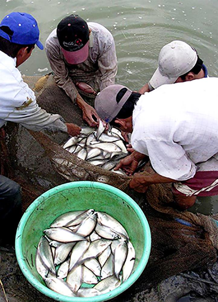 Loài cá xưa không ai thèm ăn nay bán 330.000 đồng/kg-3