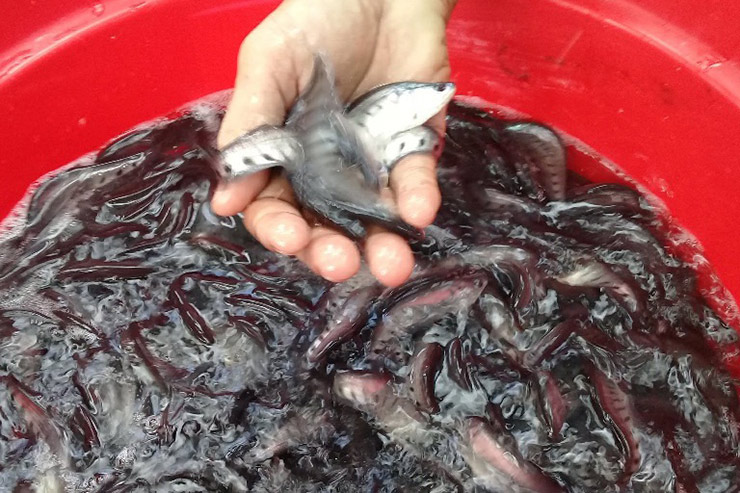 Loài cá xưa không ai thèm ăn nay bán 330.000 đồng/kg-4