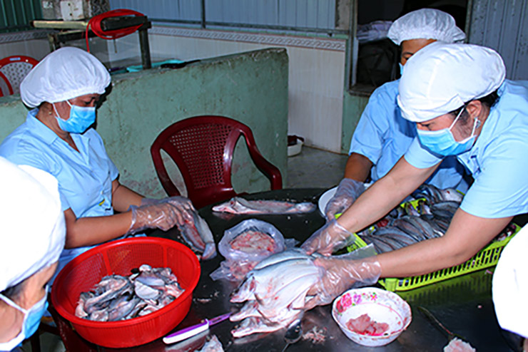 Loài cá xưa không ai thèm ăn nay bán 330.000 đồng/kg-6