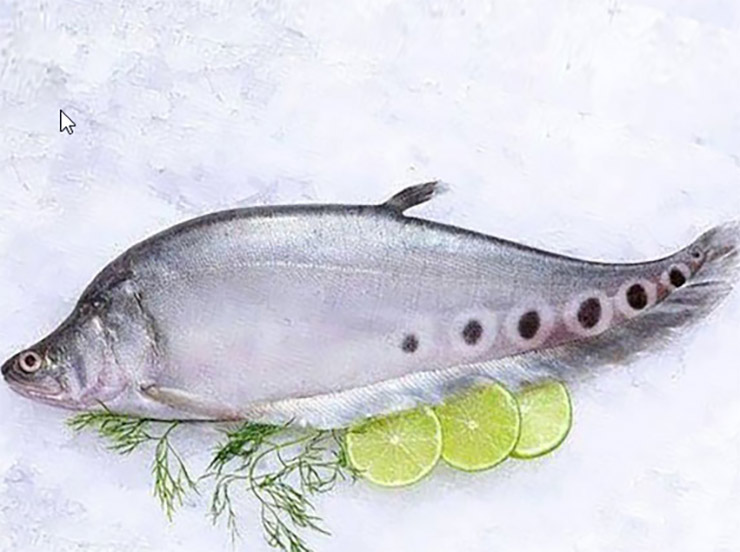 Loài cá xưa không ai thèm ăn nay bán 330.000 đồng/kg-7