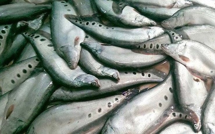 Loài cá xưa không ai thèm ăn nay bán 330.000 đồng/kg-8