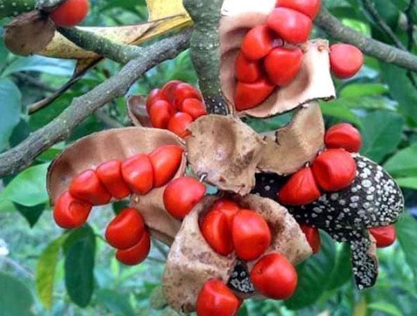 Ba loại gia vị Tây Bắc cực đắt đỏ, có tiền chưa chắc mua được-3