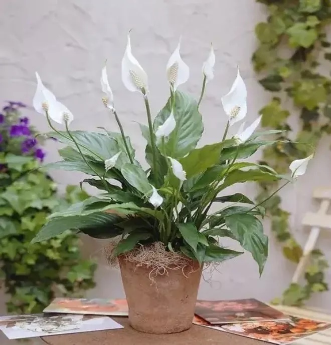 5 loại cây hút bụi mịn được ví như máy lọc không khí, nên chọn 1 cây đặt trong nhà-1