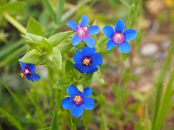 Tháng 6 đang đến gần, 4 con giáp không bị áp lực tài chính, hết nợ nần, tài lộc đến-1