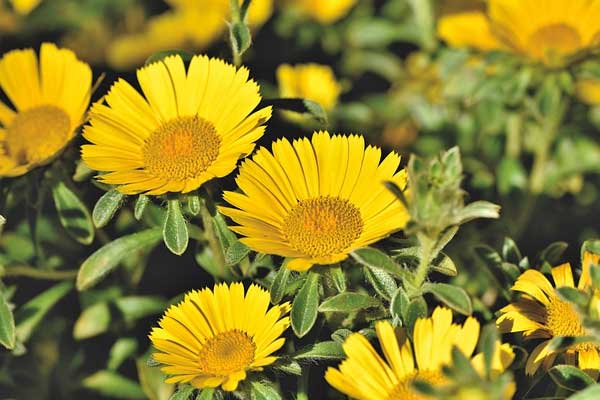 Tháng 6 đang đến gần, 4 con giáp không bị áp lực tài chính, hết nợ nần, tài lộc đến-3