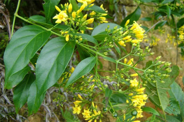 Ổ nhóm mua bán trẻ sơ sinh xuyên biên giới lĩnh án nặng-2