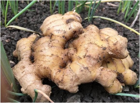 Gừng không được để trong tủ lạnh, mách bạn 3 mẹo nhỏ, sau nửa năm gừng vẫn tươi, không bị khô và không bị hôi!-6