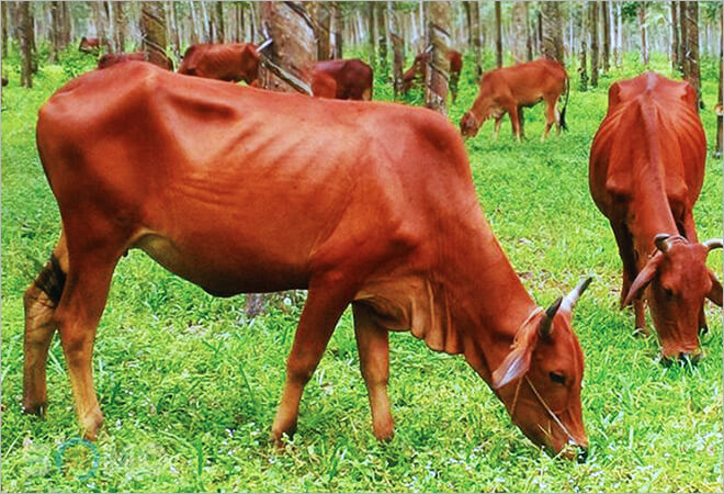 Con gì BIẾT ĐI nhưng người ta vẫn nói nó KHÔNG BIẾT ĐI? - Đáp án rất quen nhưng phải nhanh trí lắm mới nghĩ ra!-2