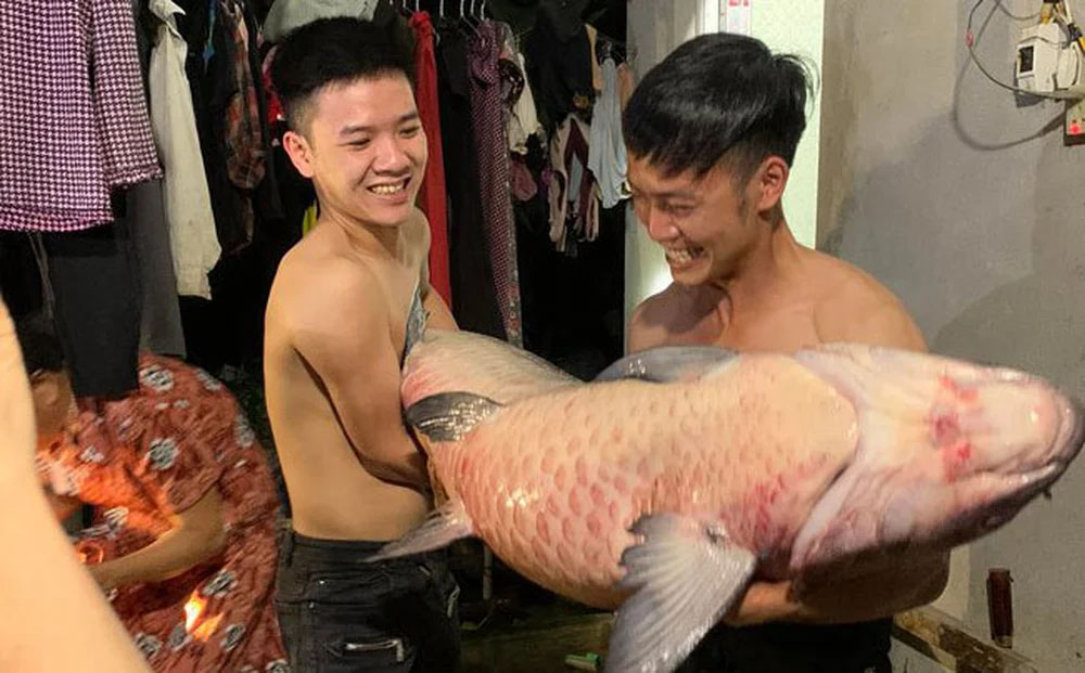 Người dân bắt được cá trắm đen nặng 53kg, dài hơn 1m ở hồ Thác Bà-1