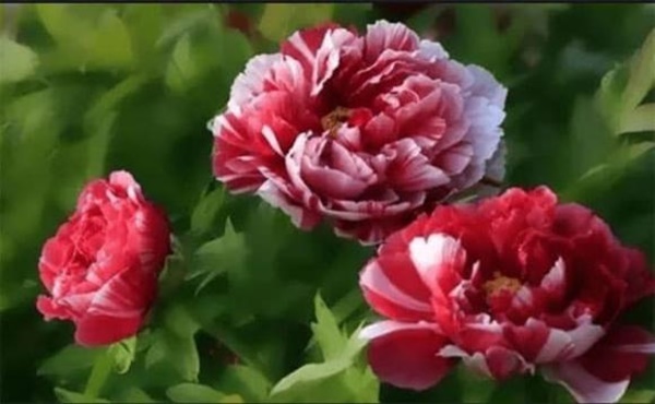 Sau 40 tuổi, 3 con giáp này tài lộc ngày càng vượng phát, cuộc sống giàu có sang trang mới-1