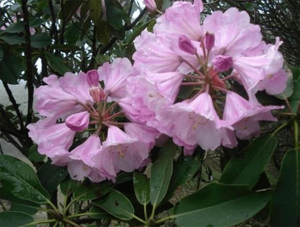 Sau 40 tuổi, 3 con giáp này tài lộc ngày càng vượng phát, cuộc sống giàu có sang trang mới-2