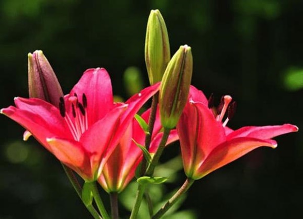 Sau 40 tuổi, 3 con giáp này tài lộc ngày càng vượng phát, cuộc sống giàu có sang trang mới-3