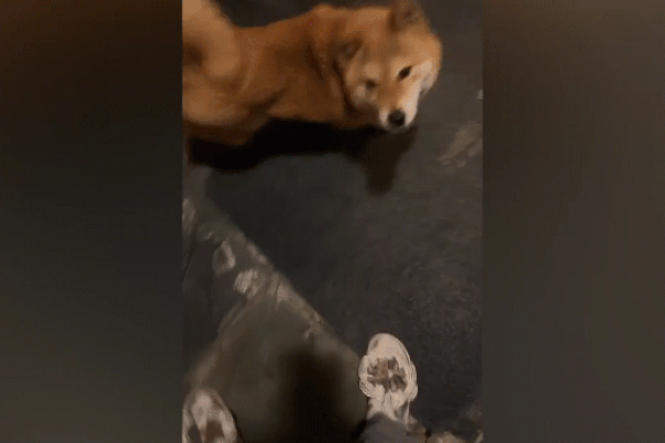 Clip: Tình bạn cảm động đáng kinh ngạc giữa những chú cá vàng-1