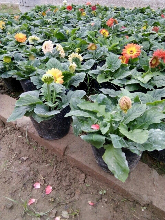 Phòng khách có 4 loại hoa may mắn này lộc đổ ào ào, nghe tên đã thấy mùi tiền-1