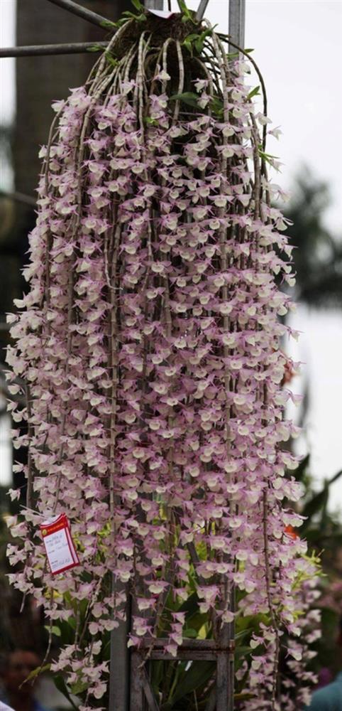 Phòng khách có 4 loại hoa may mắn này lộc đổ ào ào, nghe tên đã thấy mùi tiền-3