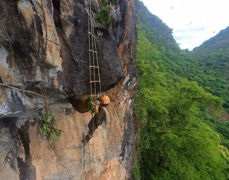 Theo chân thợ rừng thu hoạch tổ ong mật khổng lồ” trên vách đá, giá bán cả triệu đồng/lít-1