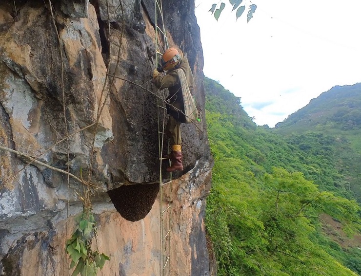 Theo chân thợ rừng thu hoạch tổ ong mật khổng lồ” trên vách đá, giá bán cả triệu đồng/lít-5