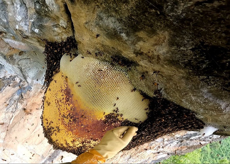 Theo chân thợ rừng thu hoạch tổ ong mật khổng lồ” trên vách đá, giá bán cả triệu đồng/lít-7
