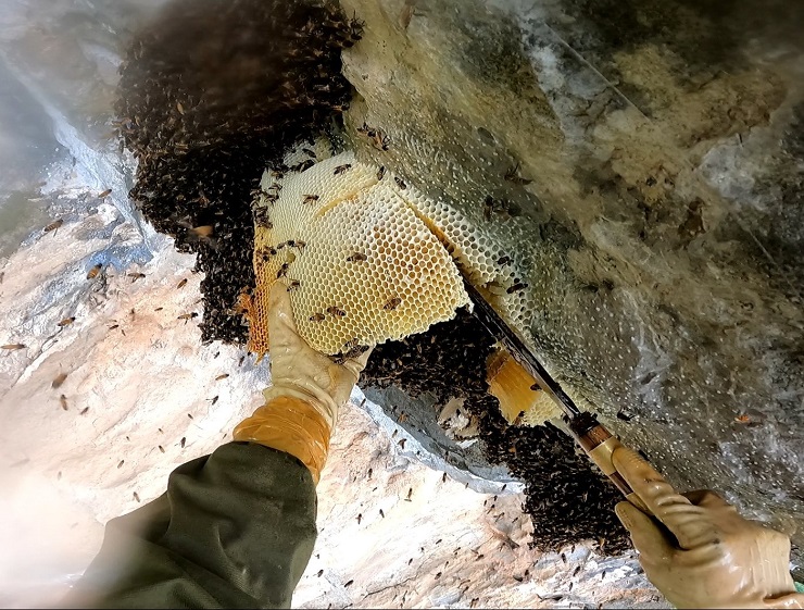 Theo chân thợ rừng thu hoạch tổ ong mật khổng lồ” trên vách đá, giá bán cả triệu đồng/lít-8