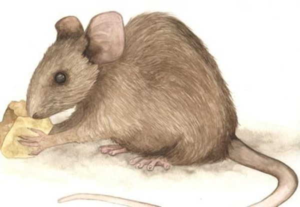 Top 3 con giáp được Thần Tài chiếu rọi, may mắn tột đỉnh, sự nghiệp thăng hoa, tiền tài dư dả trong 100 ngày tới-2