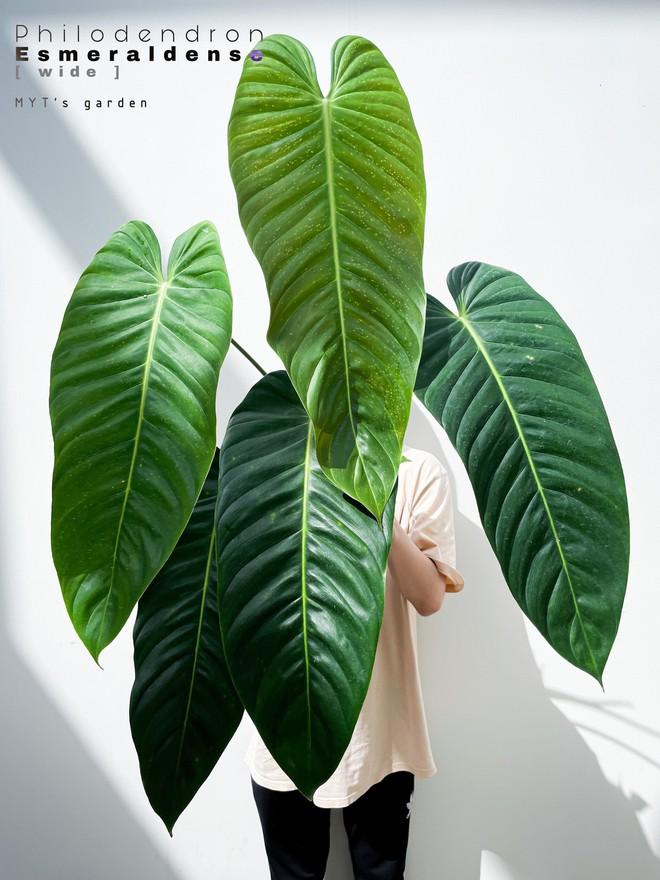 Săn lá - thú chơi đắt đỏ như mê túi Hermes: Vài trăm triệu chưa đủ, có thể mất trắng-5