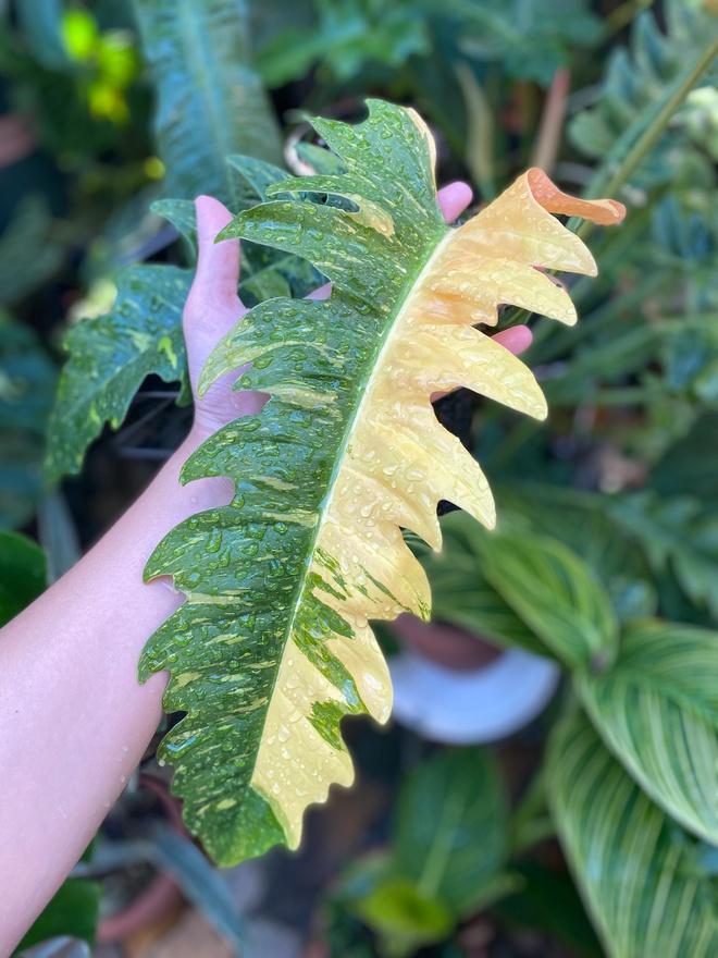 Săn lá - thú chơi đắt đỏ như mê túi Hermes: Vài trăm triệu chưa đủ, có thể mất trắng-8