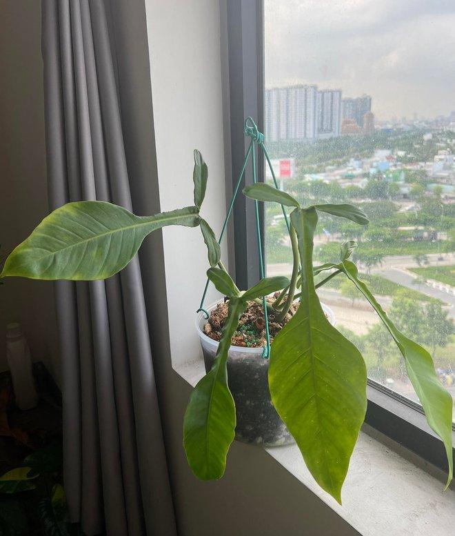 Săn lá - thú chơi đắt đỏ như mê túi Hermes: Vài trăm triệu chưa đủ, có thể mất trắng-11