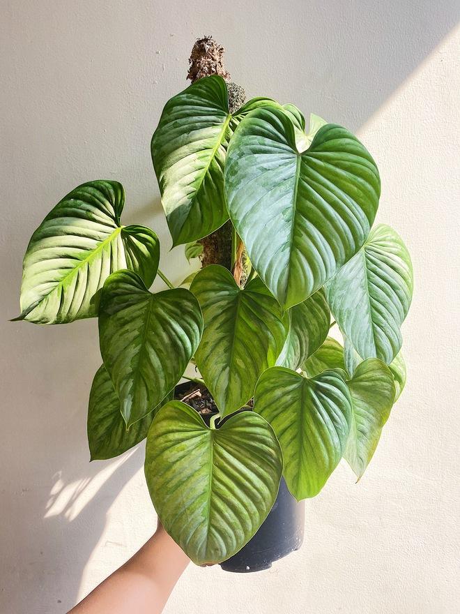 Săn lá - thú chơi đắt đỏ như mê túi Hermes: Vài trăm triệu chưa đủ, có thể mất trắng-9