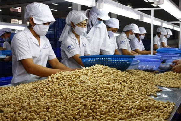 Lộc trời ở Việt Nam được ví như vàng đỏ, đua nhau hái bán 1,5 triệu/kg-12