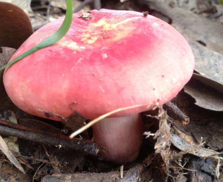 Lộc trời ở Việt Nam được ví như vàng đỏ, đua nhau hái bán 1,5 triệu/kg-2