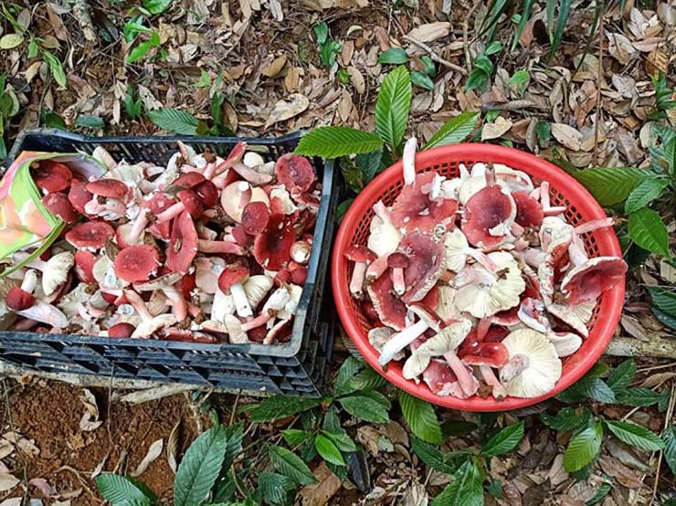 Lộc trời ở Việt Nam được ví như vàng đỏ, đua nhau hái bán 1,5 triệu/kg-3