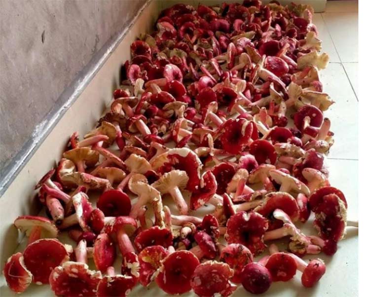 Lộc trời ở Việt Nam được ví như vàng đỏ, đua nhau hái bán 1,5 triệu/kg-10