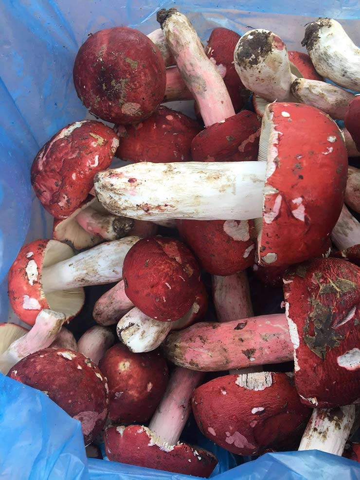 Lộc trời ở Việt Nam được ví như vàng đỏ, đua nhau hái bán 1,5 triệu/kg-5