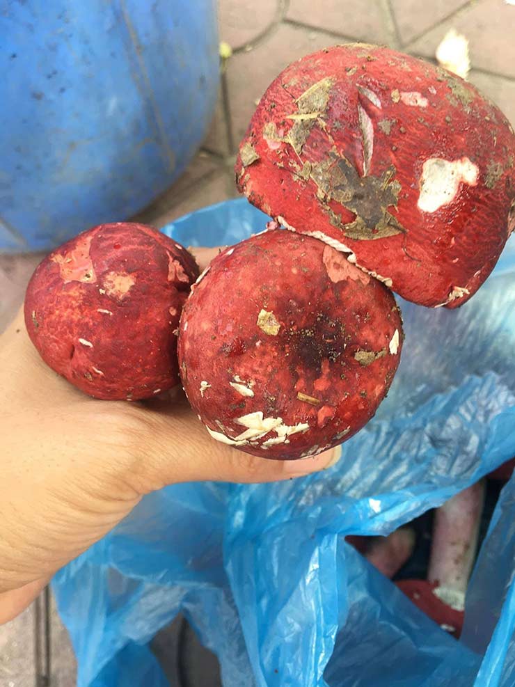 Lộc trời ở Việt Nam được ví như vàng đỏ, đua nhau hái bán 1,5 triệu/kg-6