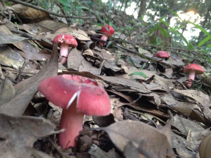 Lộc trời ở Việt Nam được ví như vàng đỏ, đua nhau hái bán 1,5 triệu/kg-8