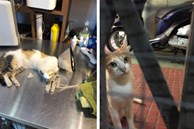 Bị tố đánh bả 20 con mèo hoang, nhà hàng steak ở TP.HCM thừa nhận: 'Không từ ngữ nào có thể bào chữa cho hành động này của mình'