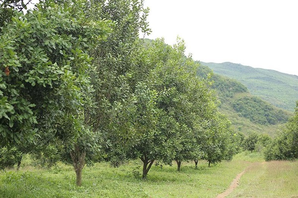 Trồng cây nữ hoàng trên đỉnh núi: Hàng không đủ bán, nhà giàu Dubai ngỏ ý làm ăn lớn-2