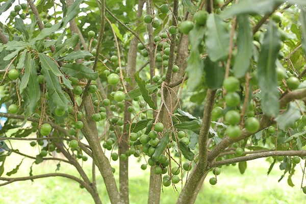 Trồng cây nữ hoàng trên đỉnh núi: Hàng không đủ bán, nhà giàu Dubai ngỏ ý làm ăn lớn-5