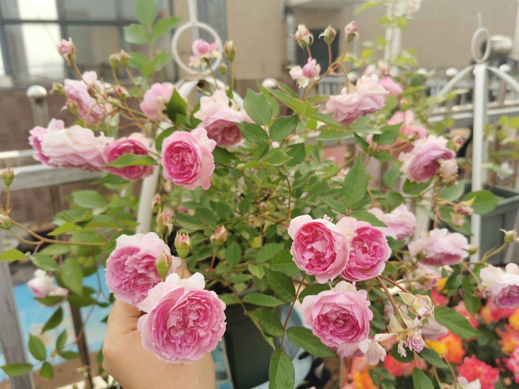 Khu vườn sân thượng 40m² được mẹ đảm thành phố tự tay làm từ A đến Z, khiến bạn ngắm không biết chán-14