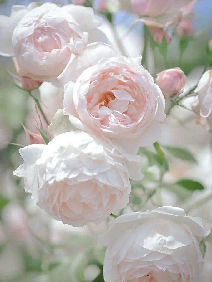 Khu vườn sân thượng 40m² được mẹ đảm thành phố tự tay làm từ A đến Z, khiến bạn ngắm không biết chán-16