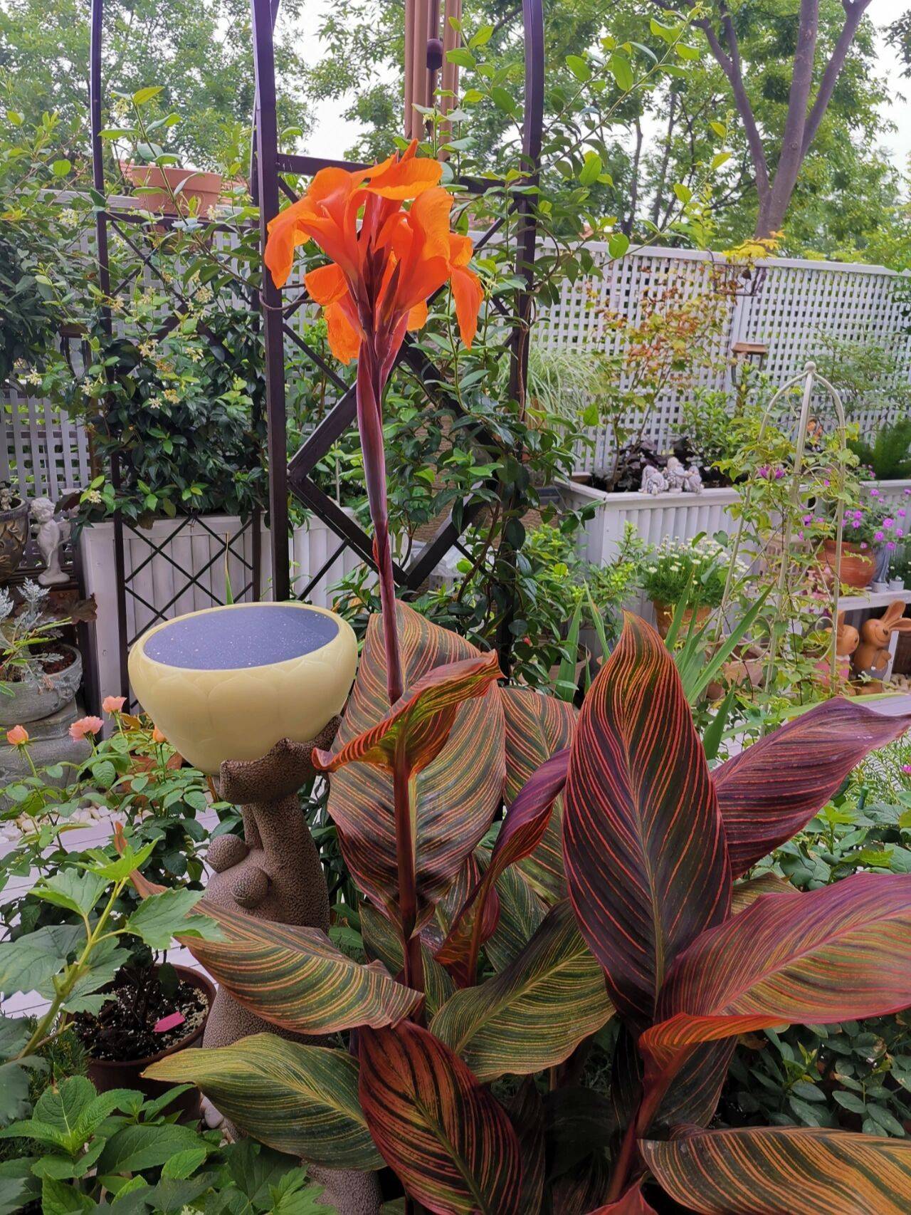 Khu vườn sân thượng 40m² được mẹ đảm thành phố tự tay làm từ A đến Z, khiến bạn ngắm không biết chán-2