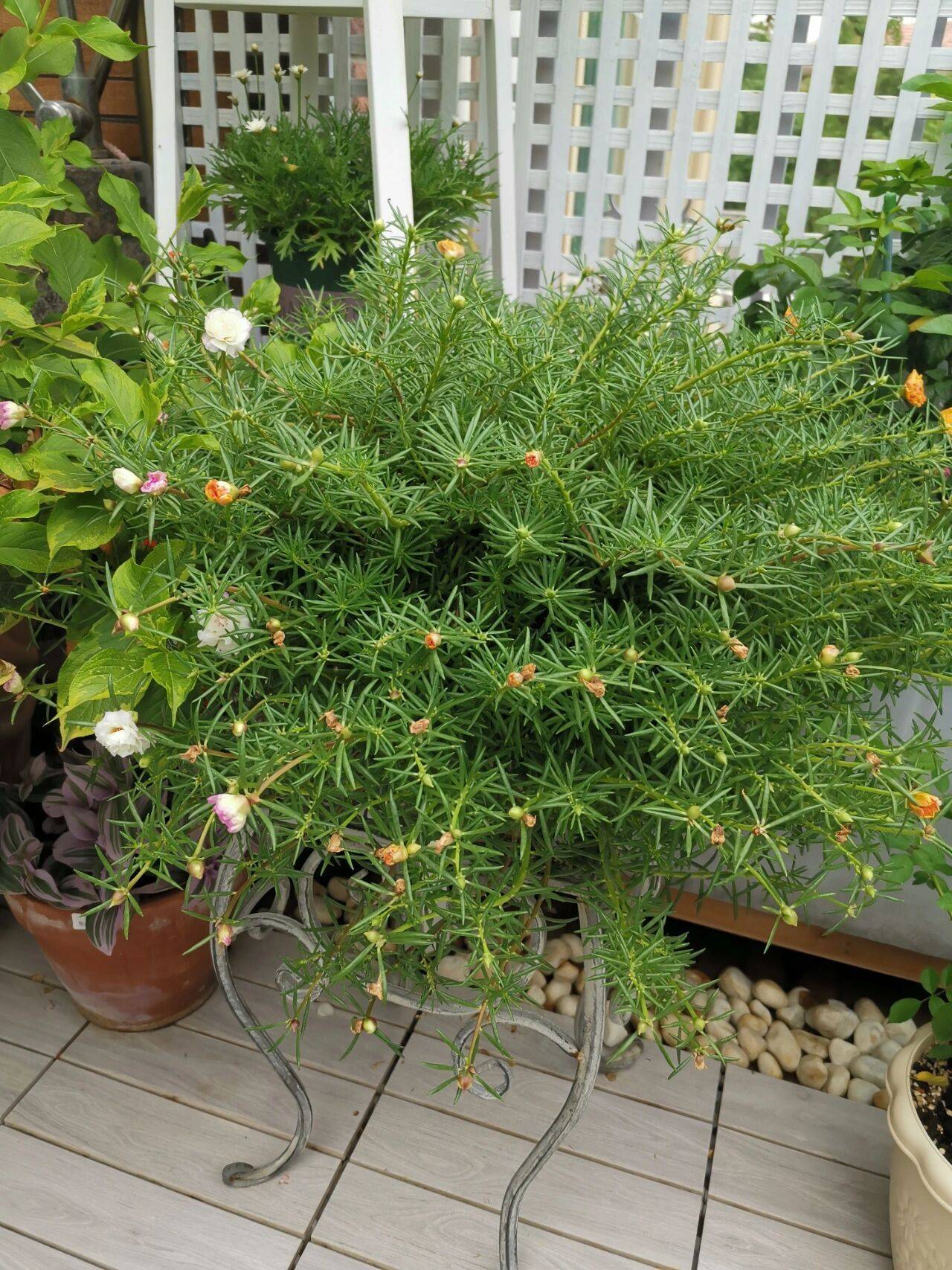 Khu vườn sân thượng 40m² được mẹ đảm thành phố tự tay làm từ A đến Z, khiến bạn ngắm không biết chán-8