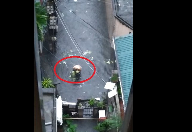 Bi hài clip người đàn ông ‘hôi của’ 2 cây bắp cải đi lạc dưới mưa ngập ở Hà Nội-1
